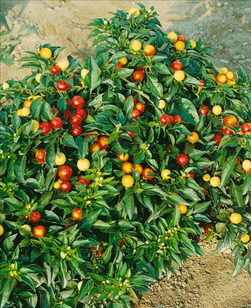 CAPSICUM ZIERPAPRIKA