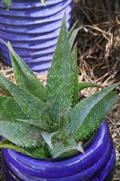 Aloe maculata