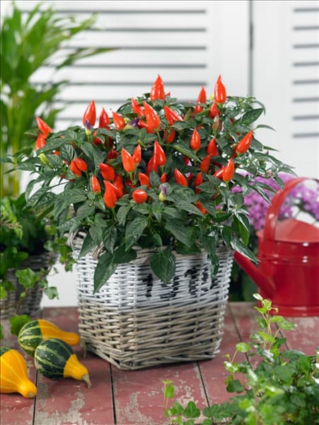 Capsicum annuum Ornamental