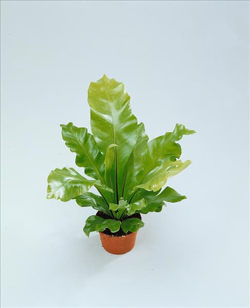 ASPLENIUM NIDUS