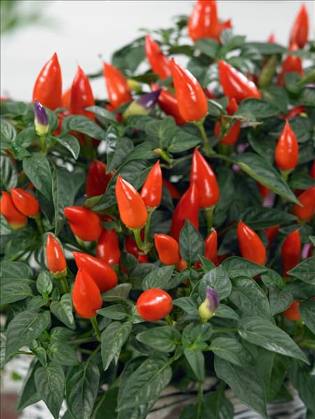 Capsicum annuum Ornamental