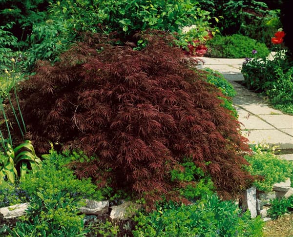 ACER PALMATUM DISSECTUM ATROPURPUREUM