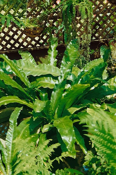 ASPLENIUM NIDUS AUSTRALASICUM