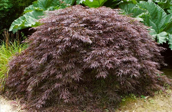 Acer palmatum Dissectum Atropurpureum