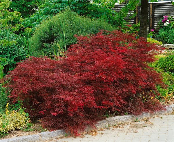 ACER PALMATUM DISSECTUM ATROPURPUREUM
