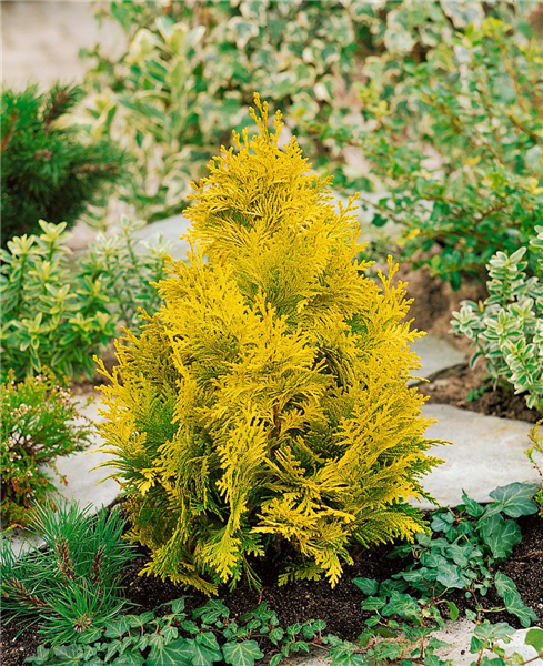 Chamaecyparis lawsoniana Yvonne