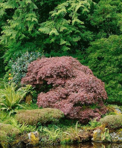 ACER PALMATUM DISSECTUM ATROPURPUREUM