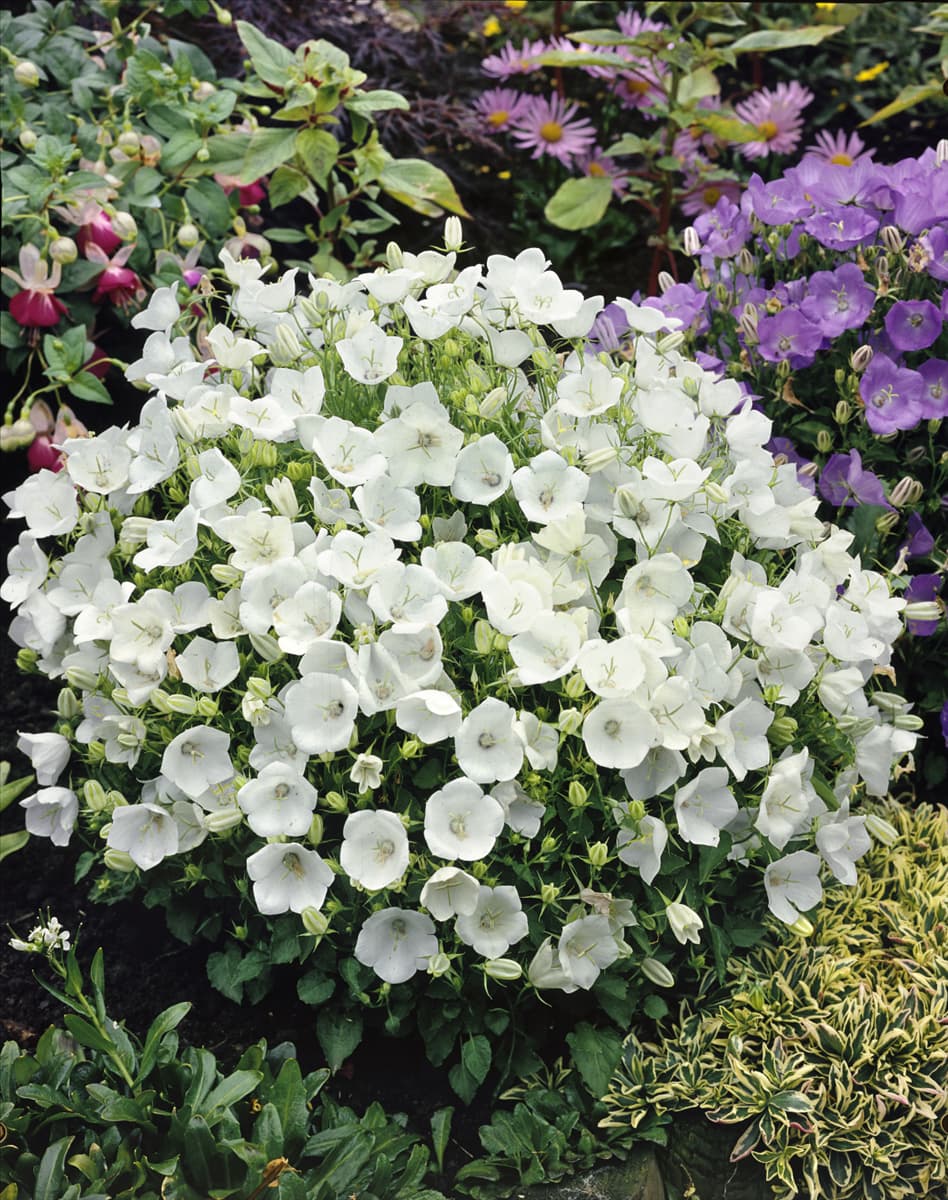 CAMPANULA CARPATICA WHITE CLIPS