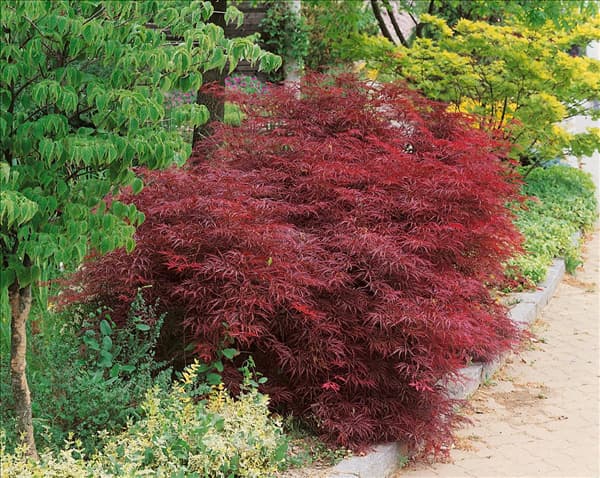 ACER PALMATUM DISSECTUM  ATROPURPUREUM