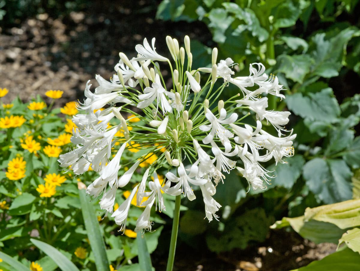 Agapanthus africanus Albus