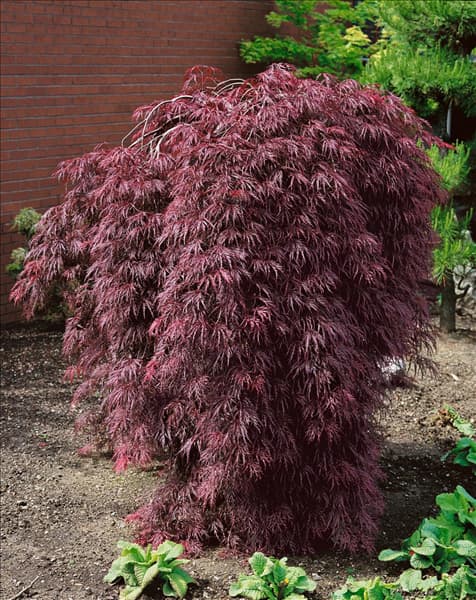 Acer palmatum Dissectum Atropurpureum