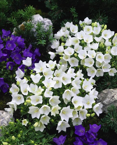 CAMPANULA CARPATICA WHITE CLIPS