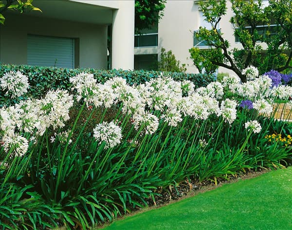 Agapanthus africanus Albus
