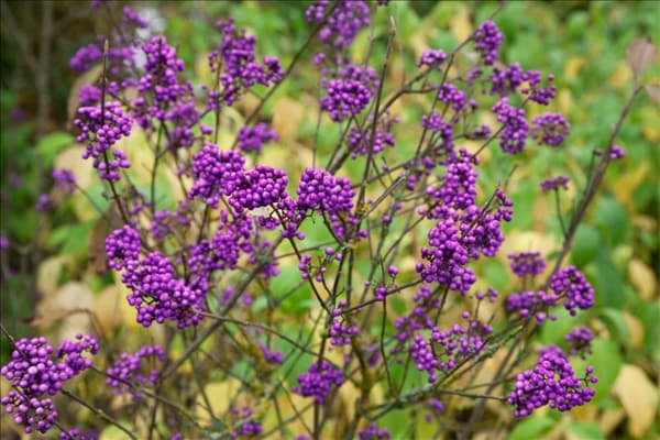 Callicarpa bodinieri Profusion