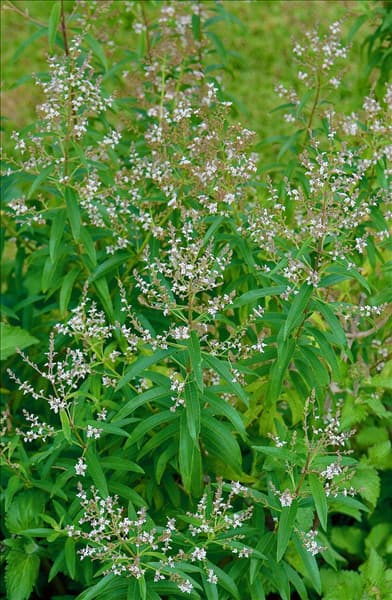 Aloysia citriodora