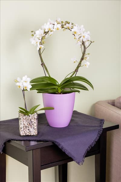 Phalaenopsis