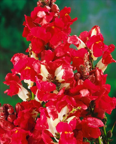 Antirrhinum majus bicolor