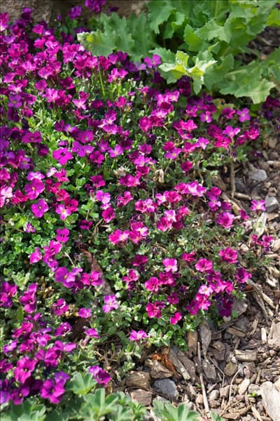 Aubrieta gracilis Kitte