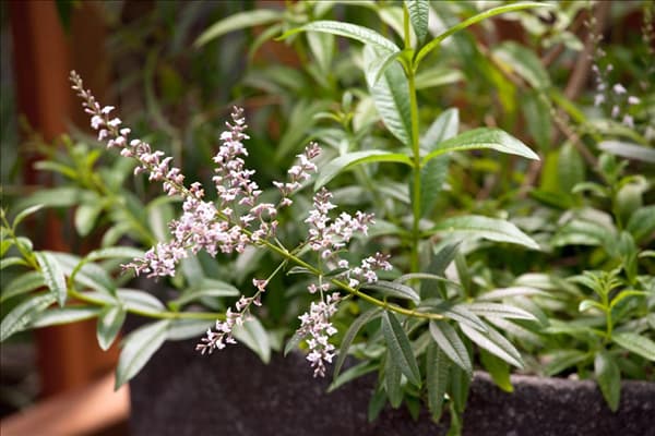 Aloysia citriodora