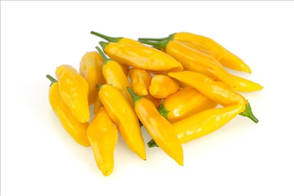 Capsicum baccatum Aji Cito