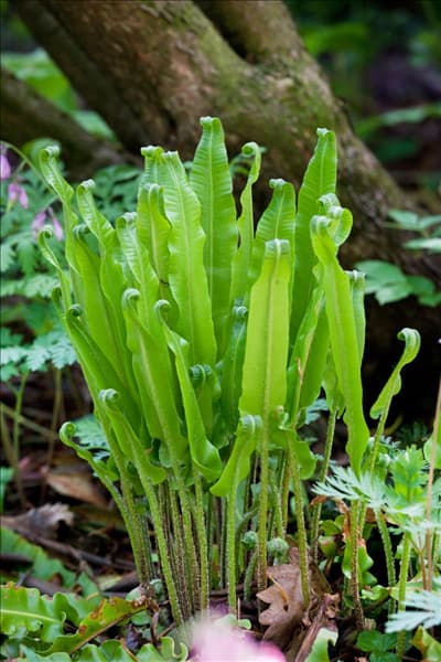 Asplenium scolopendrium