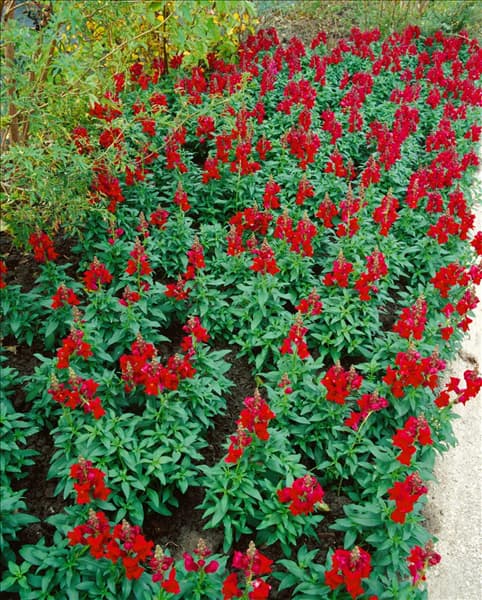 Antirrhinum majus red