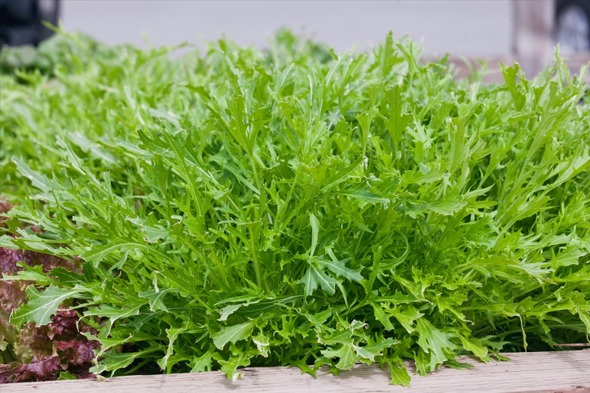 Brassica rapa subsp. nipposinica Mizuna Early