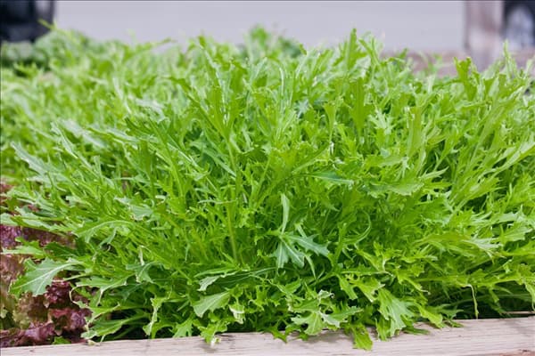 Brassica rapa subsp. nipposinica Mizuna Early