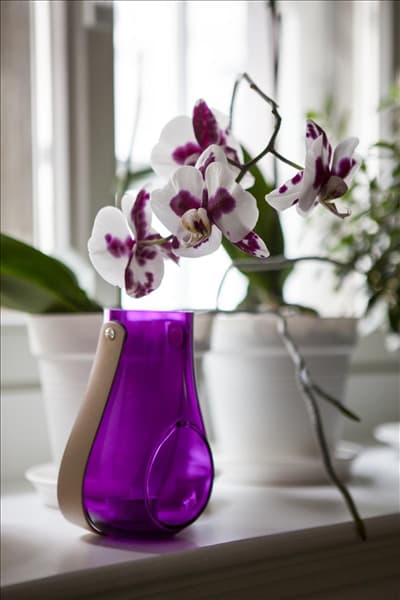 Phalaenopsis