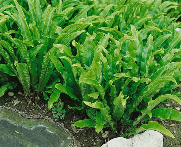 Asplenium scolopendrium
