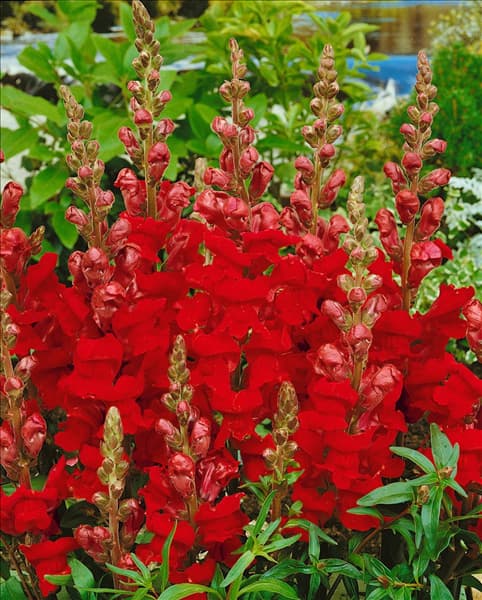 Antirrhinum majus red