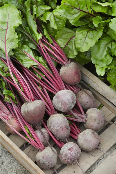 Beta vulgaris var. vulgaris Pablo F1