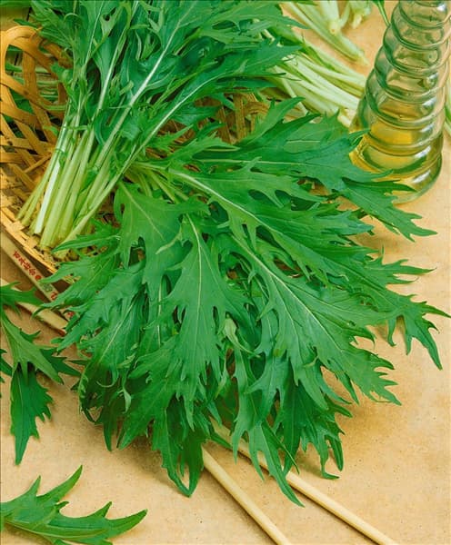 Brassica rapa subsp. nipposinica Mizuna Early