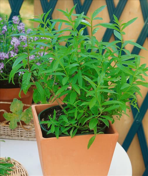 Aloysia citriodora