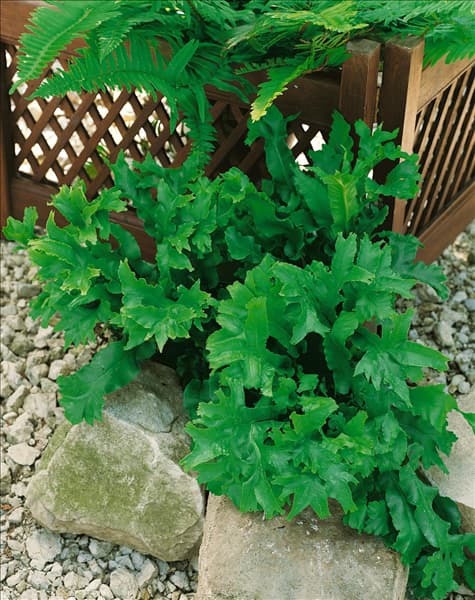 Asplenium scolopendrium Furcatum