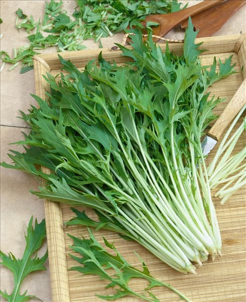 Brassica rapa subsp. nipposinica Mizuna Early