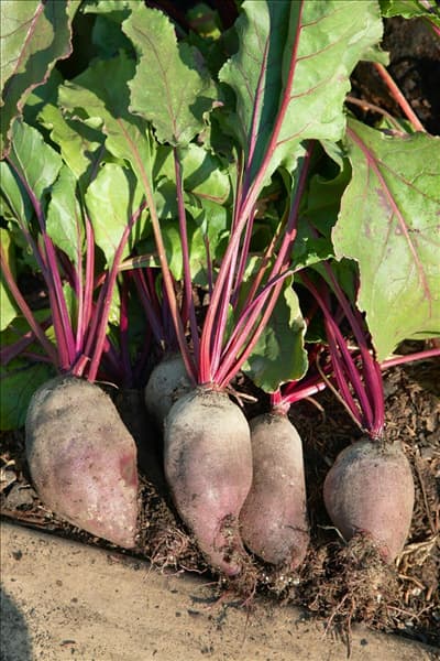 Beta vulgaris var. vulgaris Cylindra