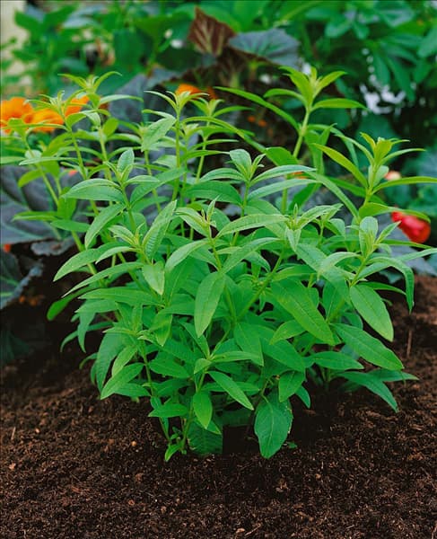 Aloysia citriodora