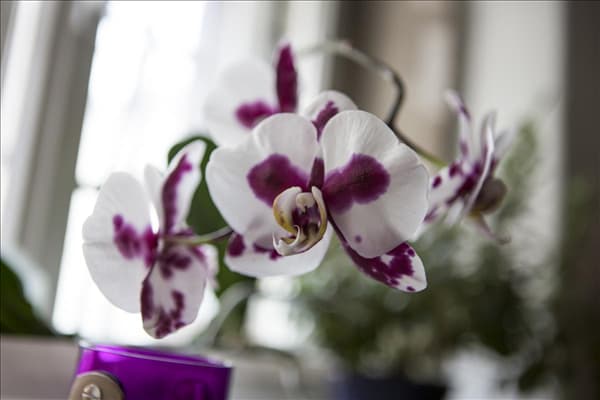 Phalaenopsis