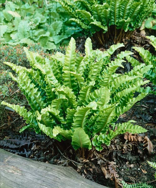Asplenium scolopendrium