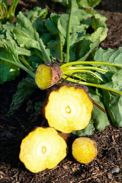 Beta vulgaris var. vulgaris Golden Detroit