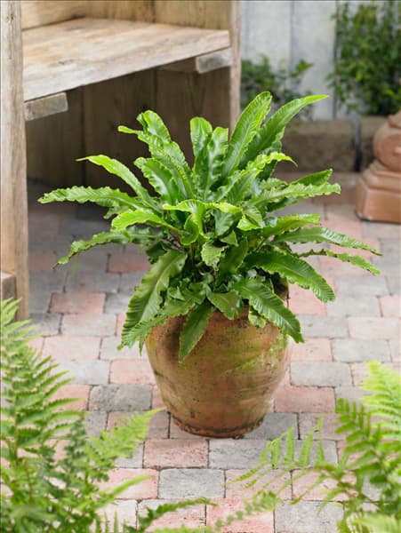 Asplenium scolopendrium