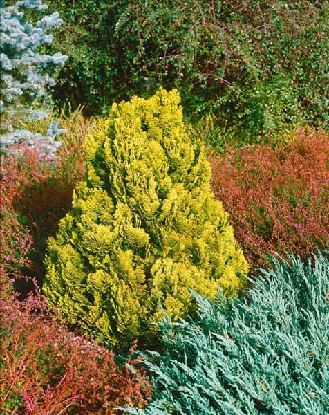 Chamaecyparis lawsoniana Aurea Densa