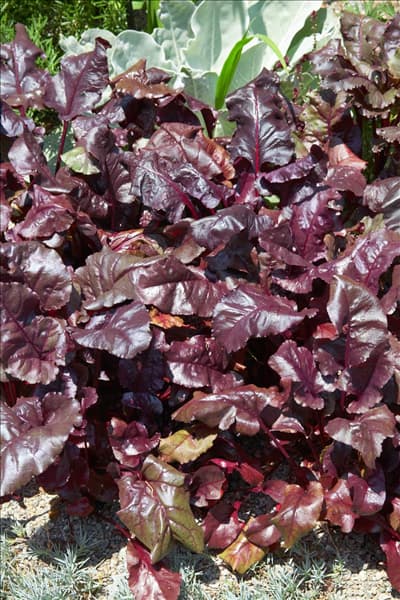 Beta vulgaris var. vulgaris Bull's Blood