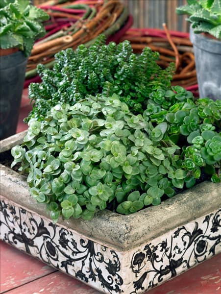Callisia repens and Sedum makinoii