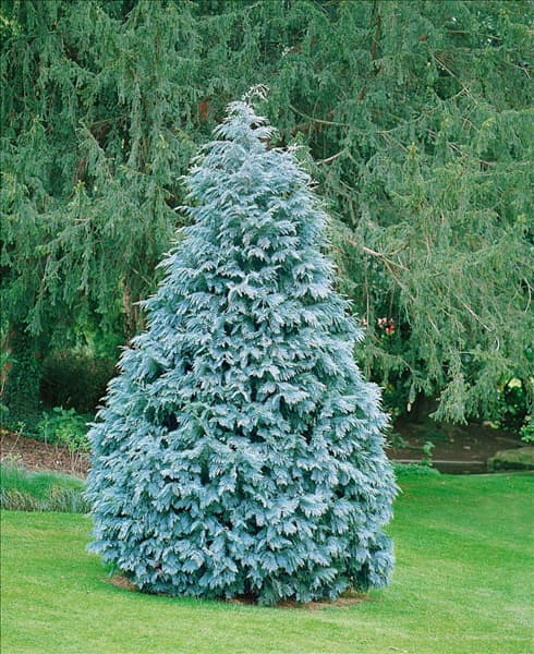 Chamaecyparis lawsoniana
