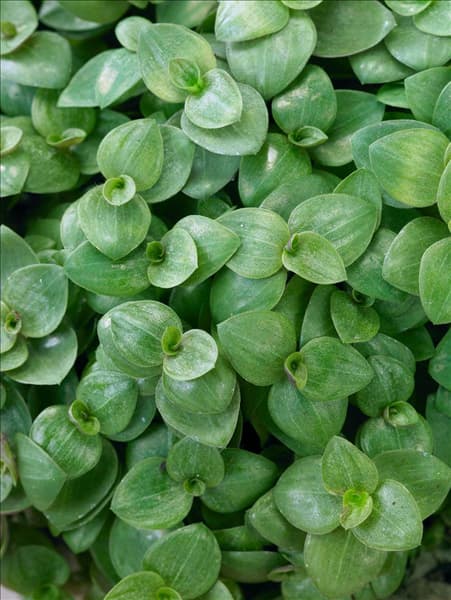 Callisia repens