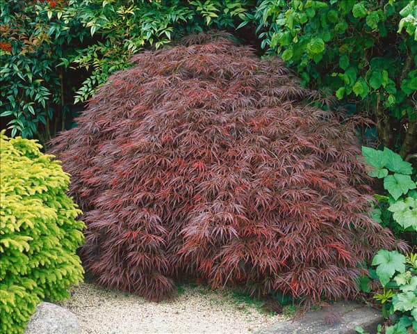 Acer palmatum Dissectum Garnet