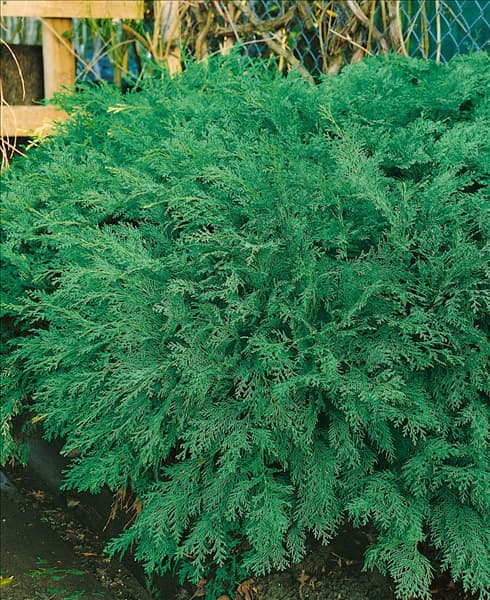 Chamaecyparis lawsoniana Blue Jacket