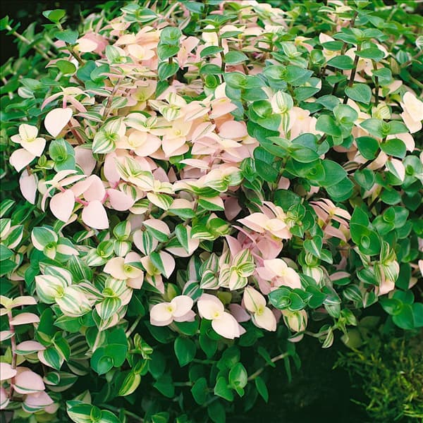 Callisia repens Bianca